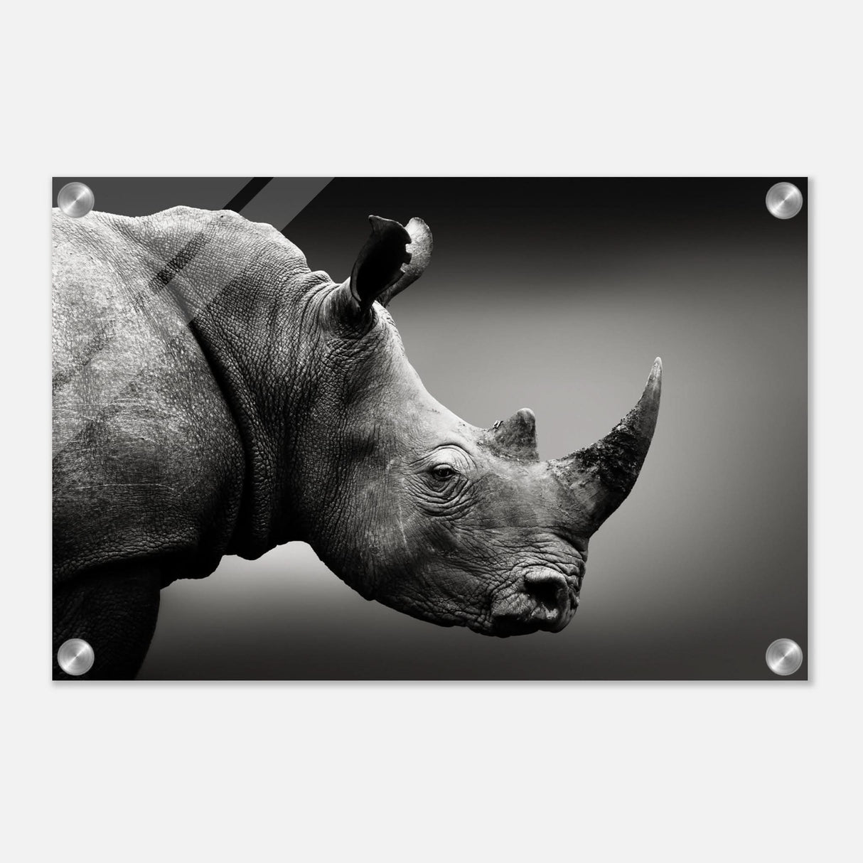 animal kingdom wall art print collection rhino