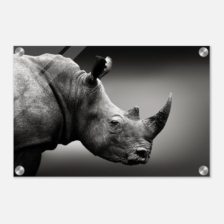 animal kingdom wall art print collection rhino