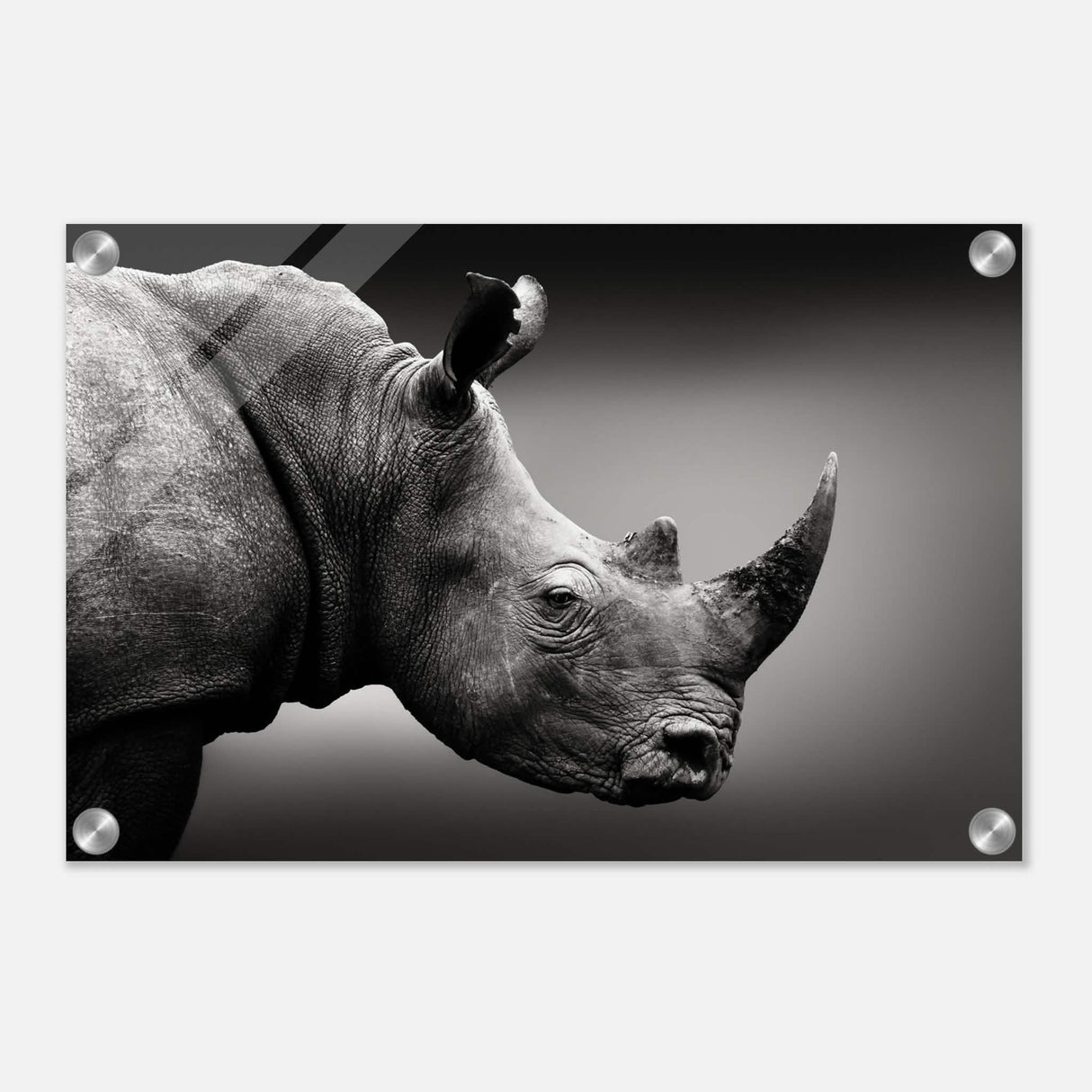 animal kingdom wall art print collection rhino