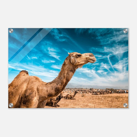 Animal Kingdom Wall art print collection | Camel - Acrylic Print - 40x60 cm / 16x24″ -