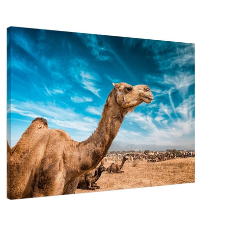 Animal Kingdom Wall art print collection | Camel - Canvas - 60x90 cm / 24x36″ -