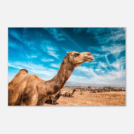 Animal Kingdom Wall art print collection | Camel - Aluminum Print - 30x45 cm / 12x18″ -
