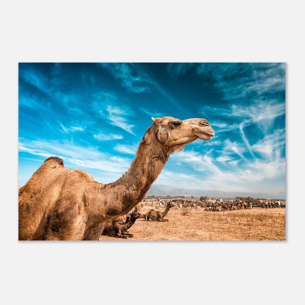 Animal Kingdom Wall art print collection | Camel - Aluminum Print - 30x45 cm / 12x18″ -
