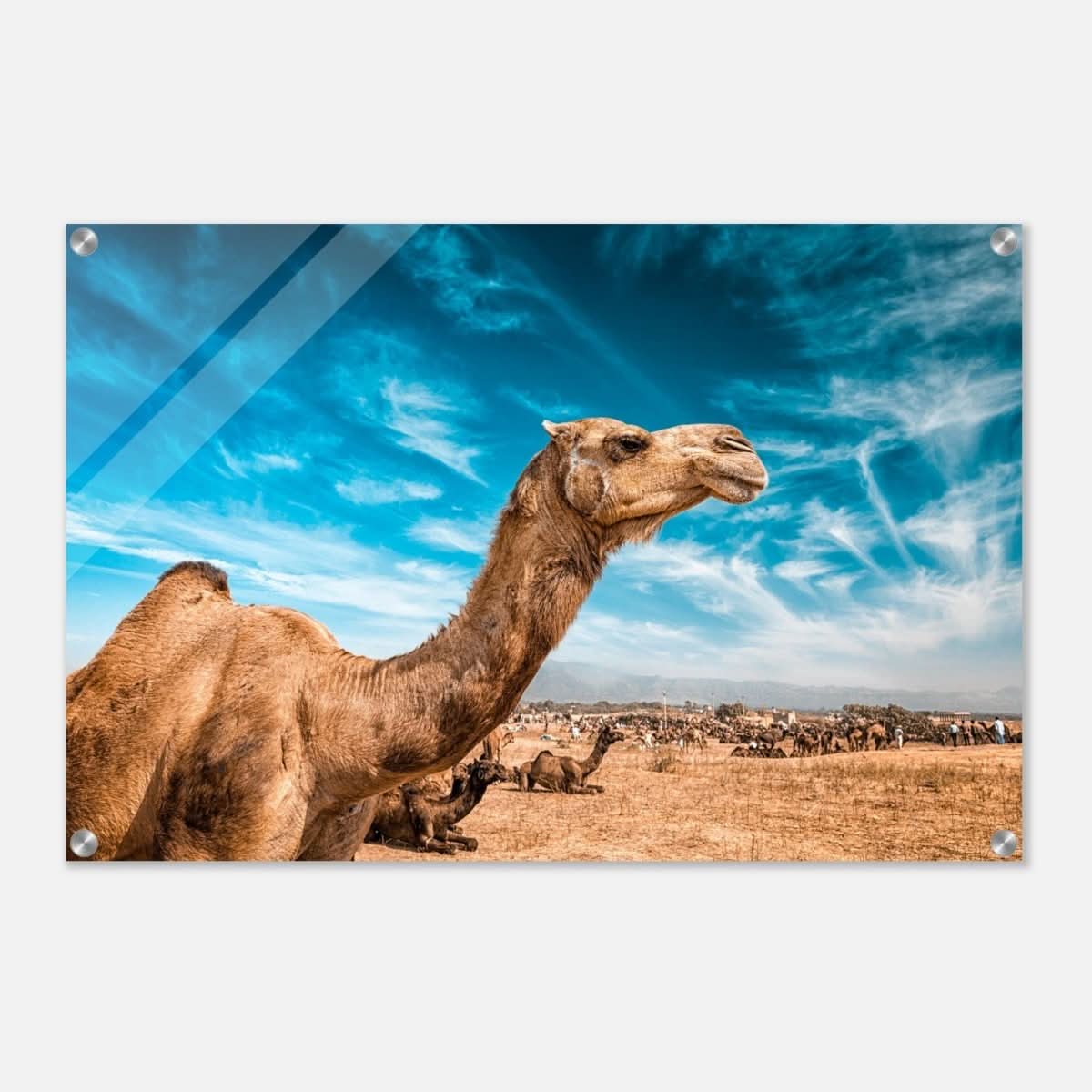 Animal Kingdom Wall art print collection | Camel - Acrylic Print - 50x75 cm / 20x30″ -