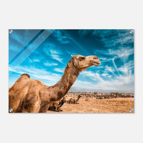 Animal Kingdom Wall art print collection | Camel - Acrylic Print - 50x75 cm / 20x30″ -