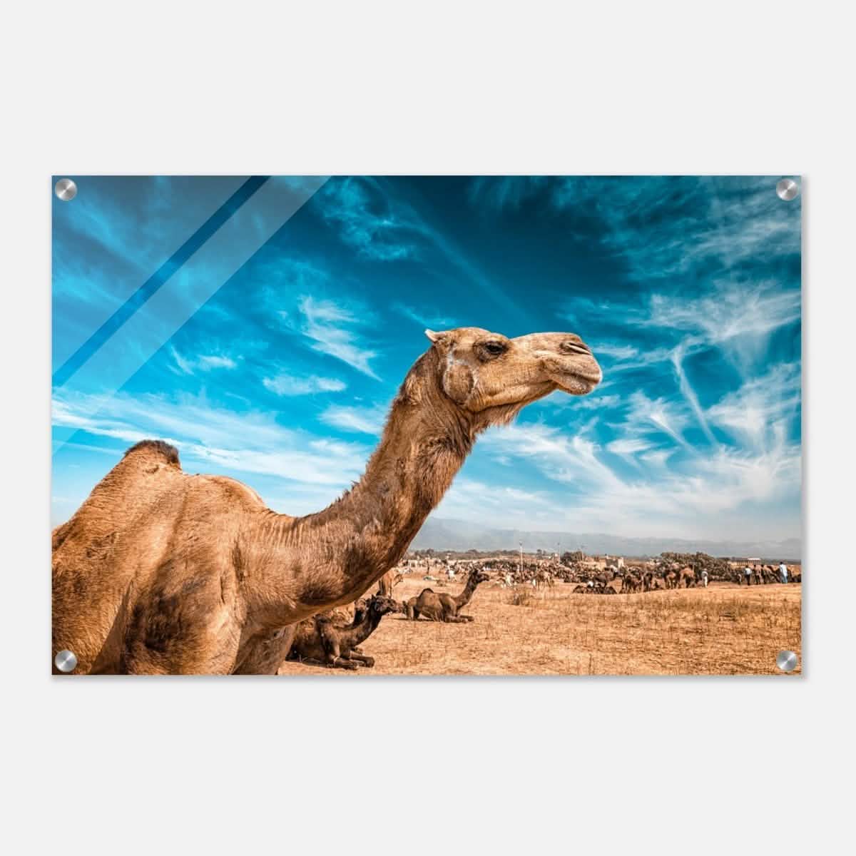 Animal Kingdom Wall art print collection | Camel - Acrylic Print - 50x75 cm / 20x30″ -