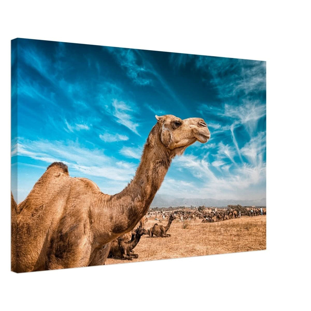Animal Kingdom Wall art print collection | Camel - Canvas - 50x75 cm / 20x30″ -