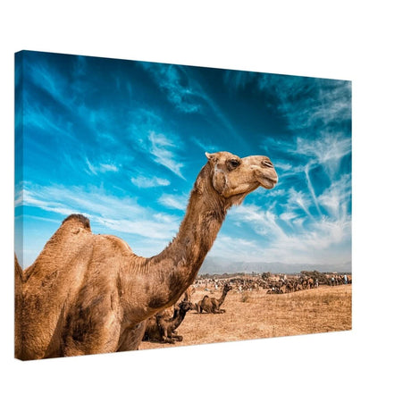 Animal Kingdom Wall art print collection | Camel - Canvas - 50x75 cm / 20x30″ -