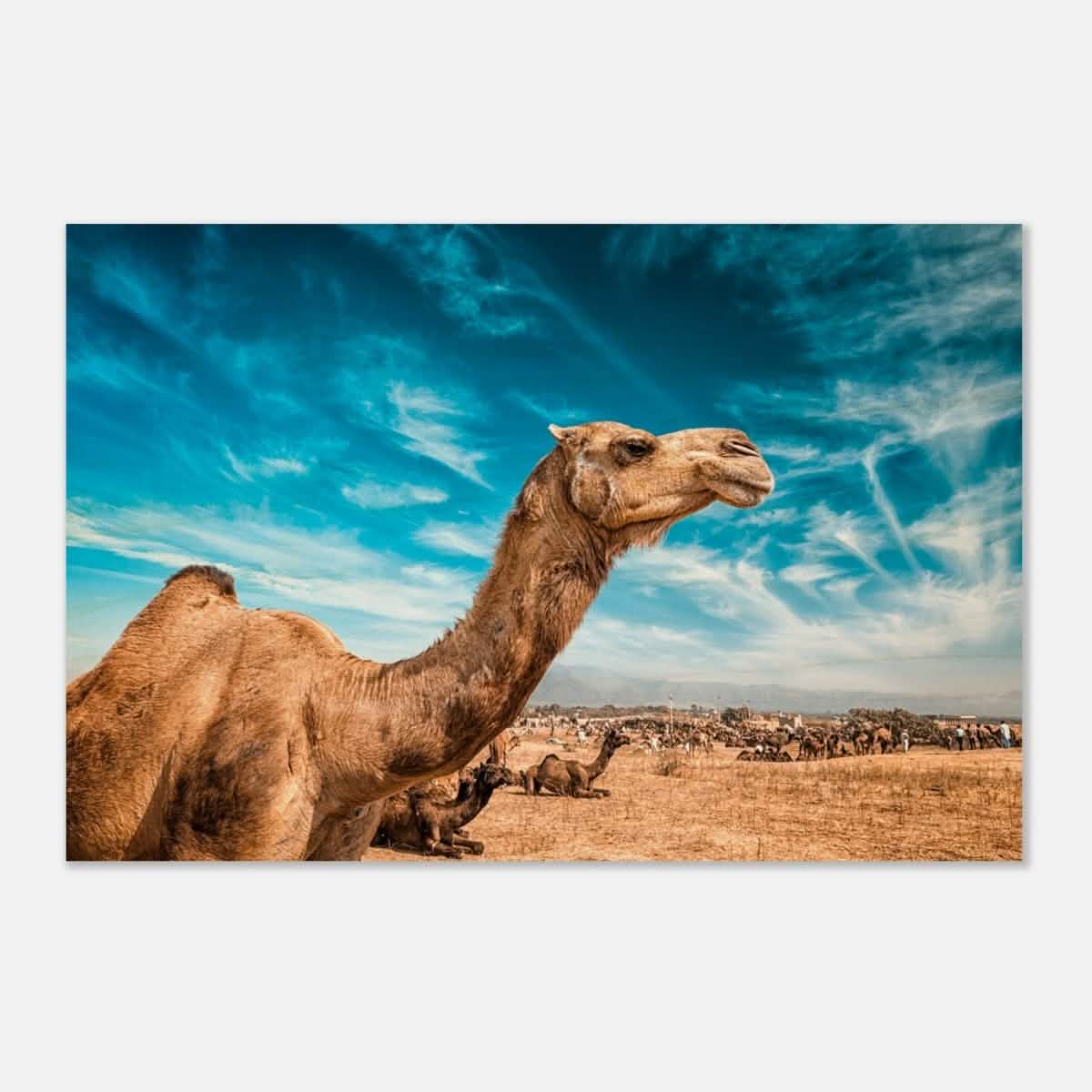 Animal Kingdom Wall art print collection | Camel - Wood Prints - 50x75 cm / 20x30″ -
