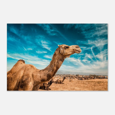 Animal Kingdom Wall art print collection | Camel - Wood Prints - 60x90 cm / 24x36″ -