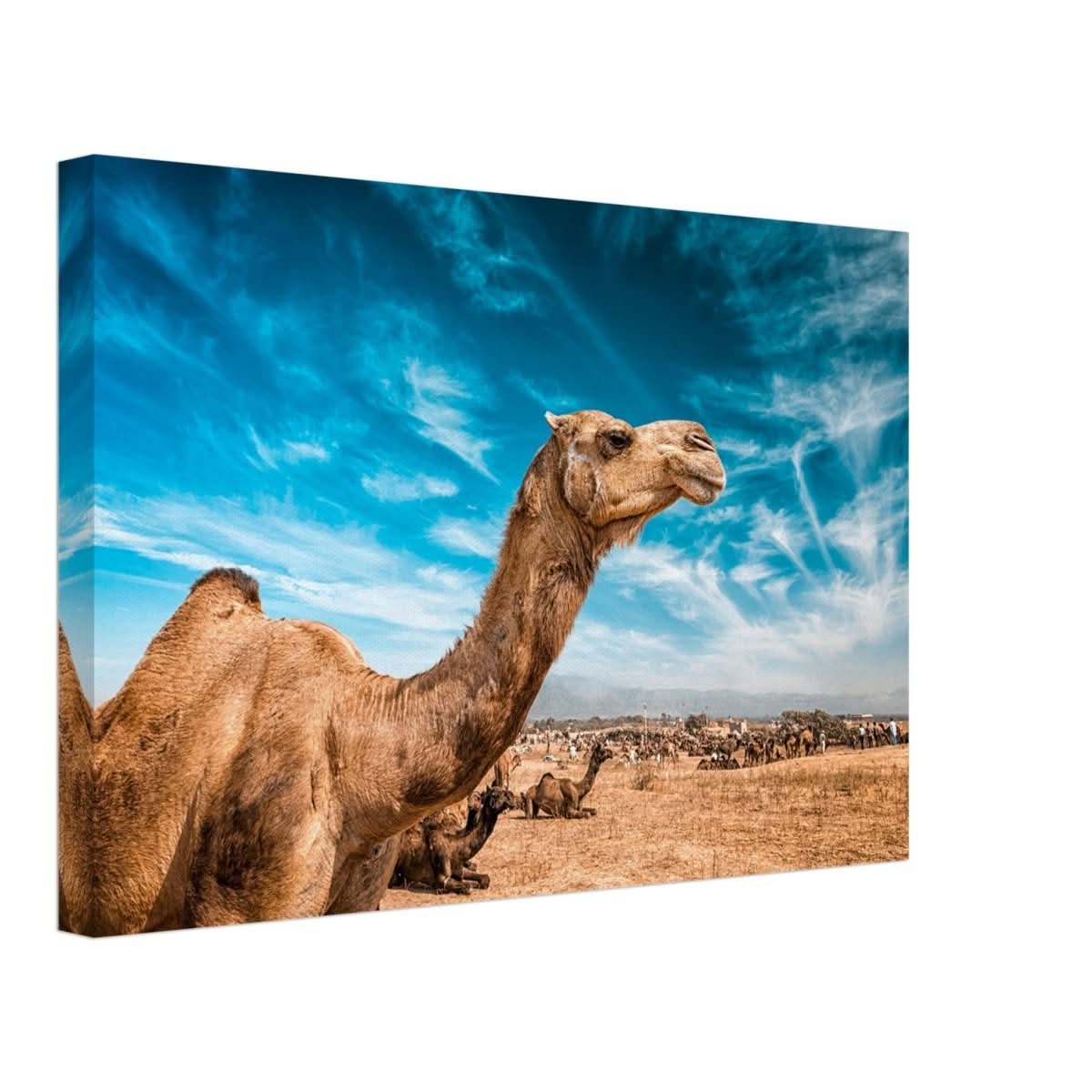 Animal Kingdom Wall art print collection | Camel - Canvas - 30x45 cm / 12x18″ -