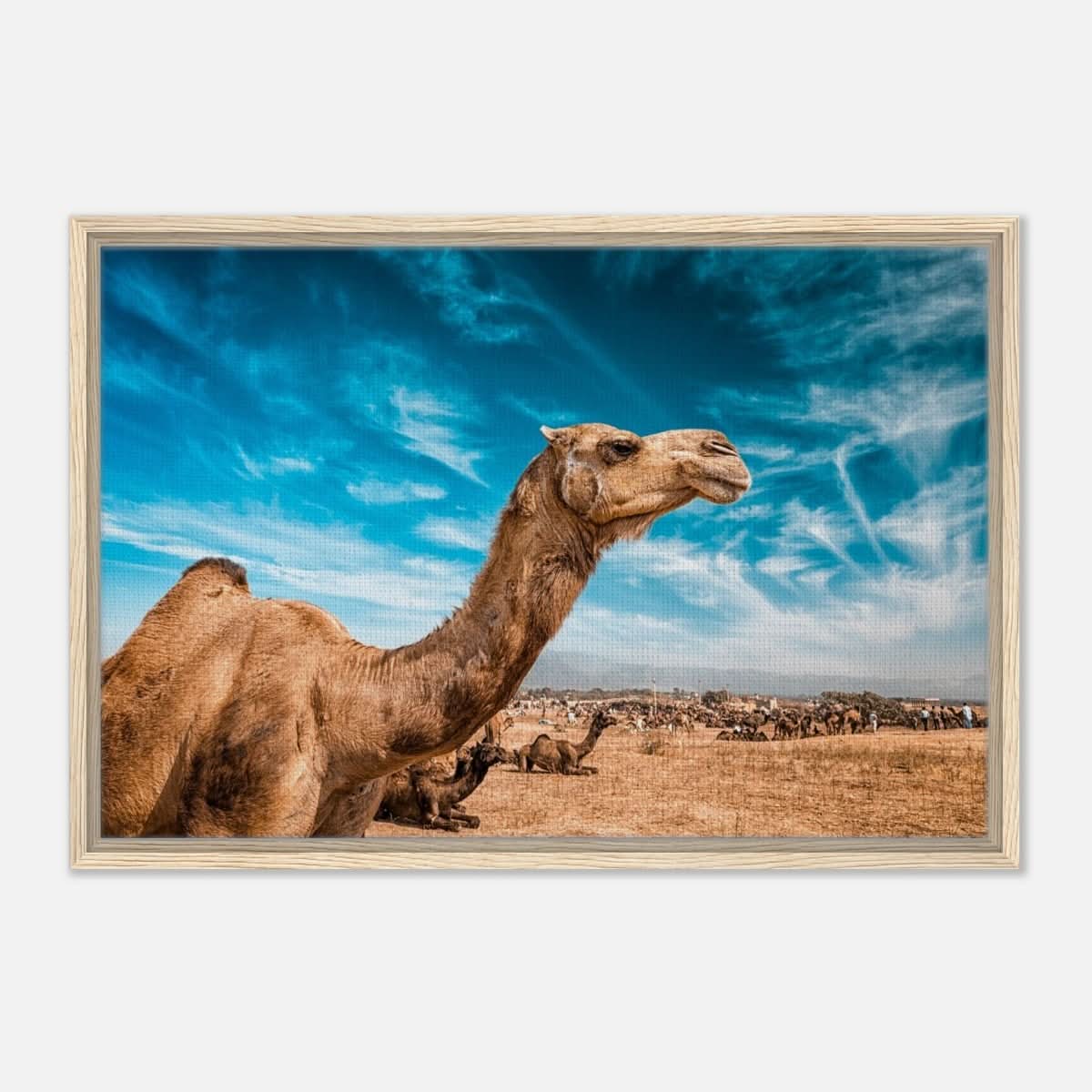 Animal Kingdom Wall art print collection | Camel - Framed Canvas - 50x75 cm / 20x30″ - Wood frame