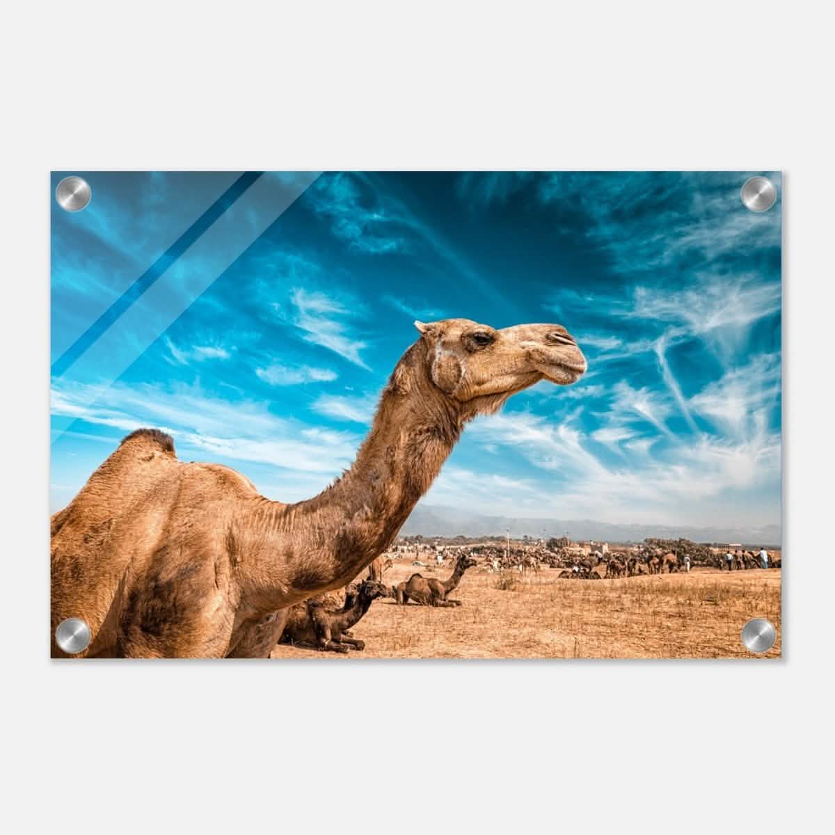 Animal Kingdom Wall art print collection | Camel - Acrylic Print - 30x45 cm / 12x18″ -