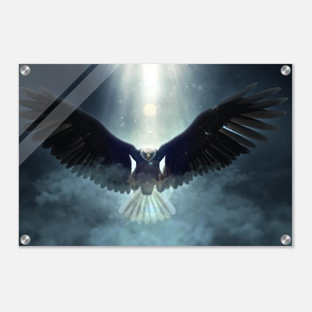 Animal Kingdom Wall art print collection | Eagle - Acrylic Print - 40x60 cm / 16x24″ -