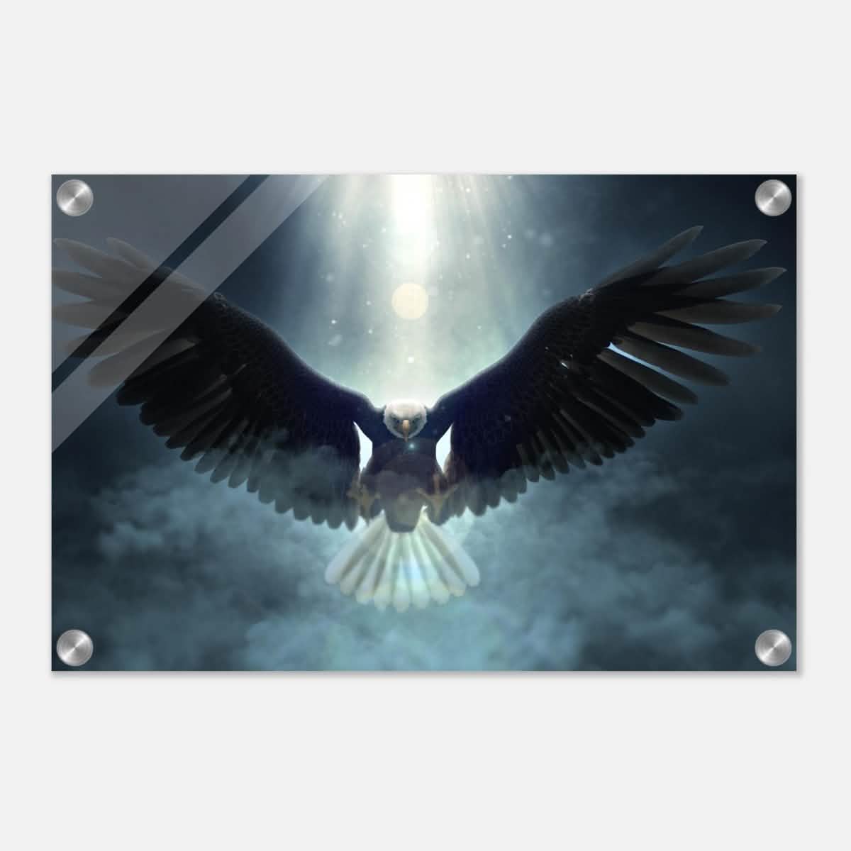 Animal Kingdom Wall art print collection | Eagle - Acrylic Print - 30x45 cm / 12x18″ -