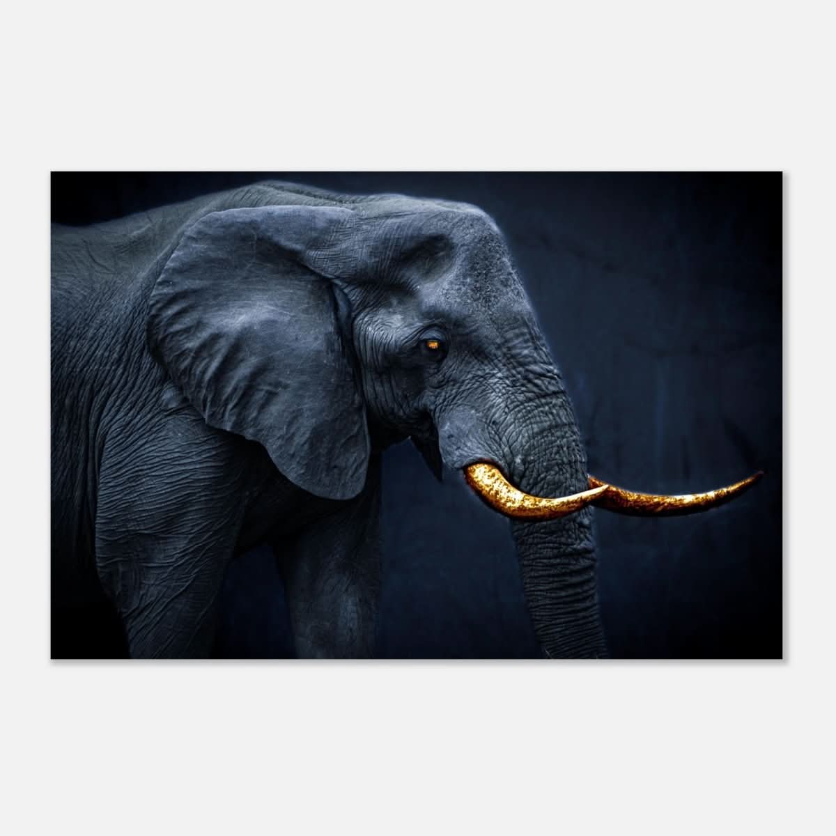Animal Kingdom Wall art print collection | Elephant | Golden Tusk - Aluminum Print - 40x60 cm / 16x24″ -