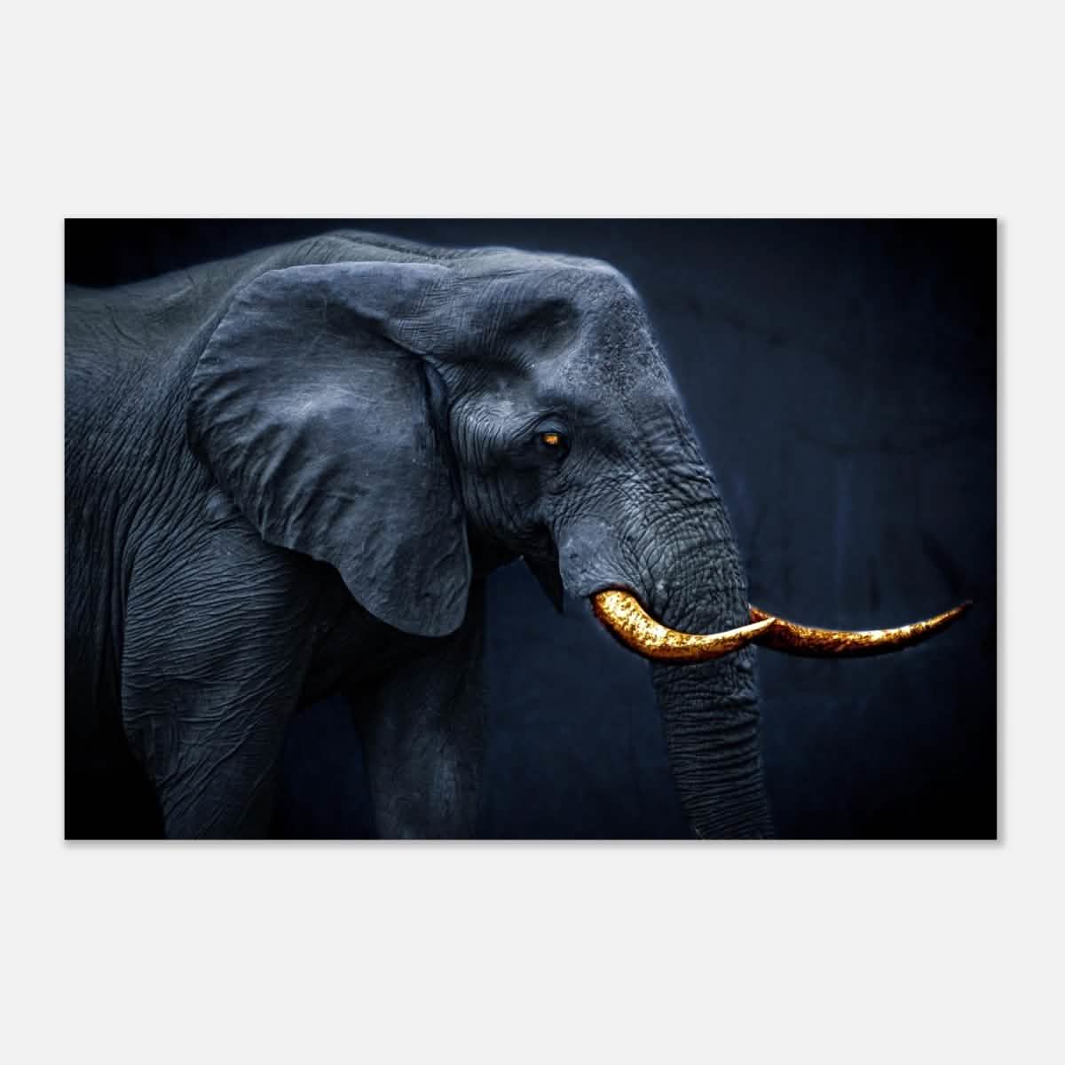 Animal Kingdom Wall art print collection | Elephant | Golden Tusk - Aluminum Print - 40x60 cm / 16x24″ -