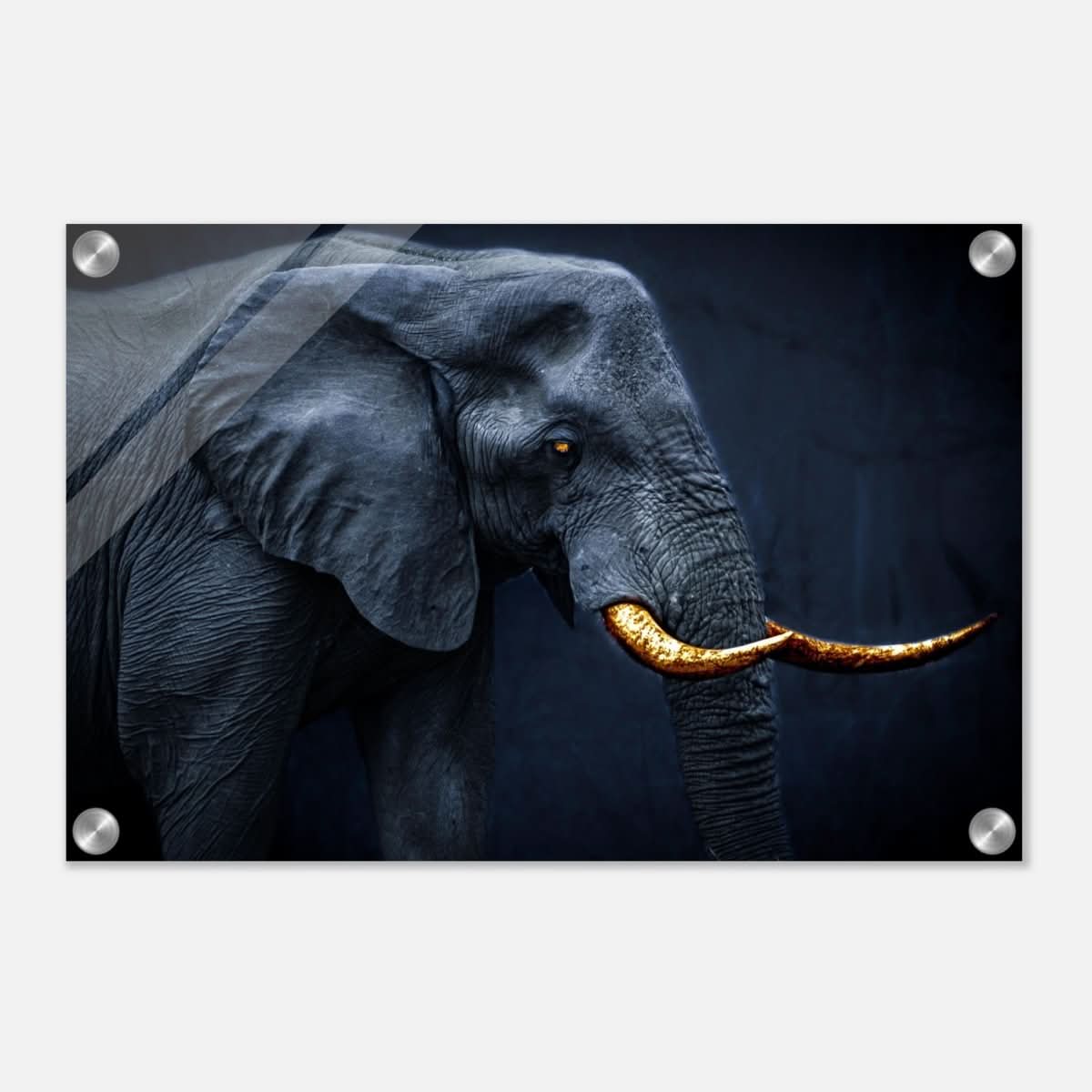Animal Kingdom Wall art print collection | Elephant | Golden Tusk - Acrylic Print - 30x45 cm / 12x18″ -