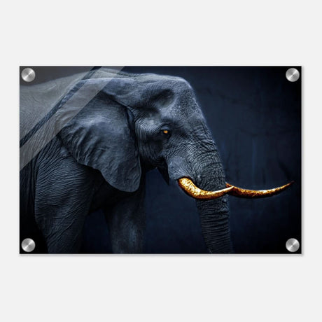 Animal Kingdom Wall art print collection | Elephant | Golden Tusk - Acrylic Print - 30x45 cm / 12x18″ -