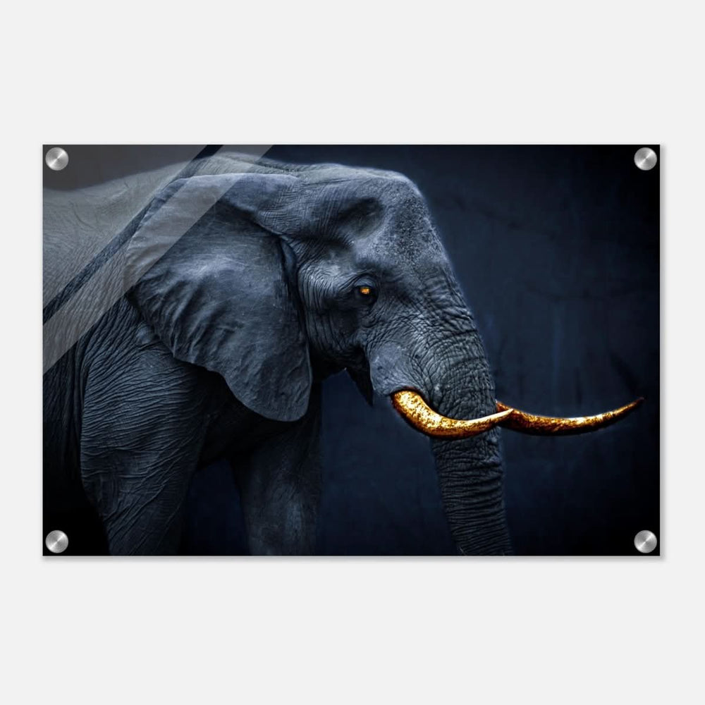 Animal Kingdom Wall art print collection | Elephant | Golden Tusk - Acrylic Print - 40x60 cm / 16x24″ -