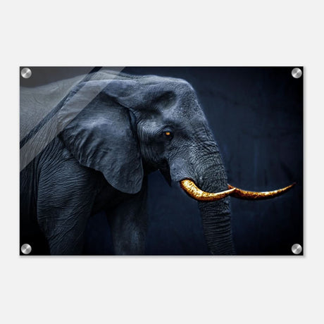 Animal Kingdom Wall art print collection | Elephant | Golden Tusk - Acrylic Print - 40x60 cm / 16x24″ -