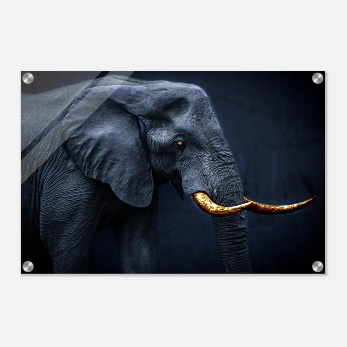Animal Kingdom Wall art print collection | Elephant | Golden Tusk - Acrylic Print - 40x60 cm / 16x24″ -