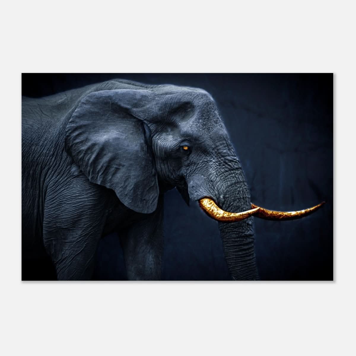 Animal Kingdom Wall art print collection | Elephant | Golden Tusk - Aluminum Print - 50x75 cm / 20x30″ -
