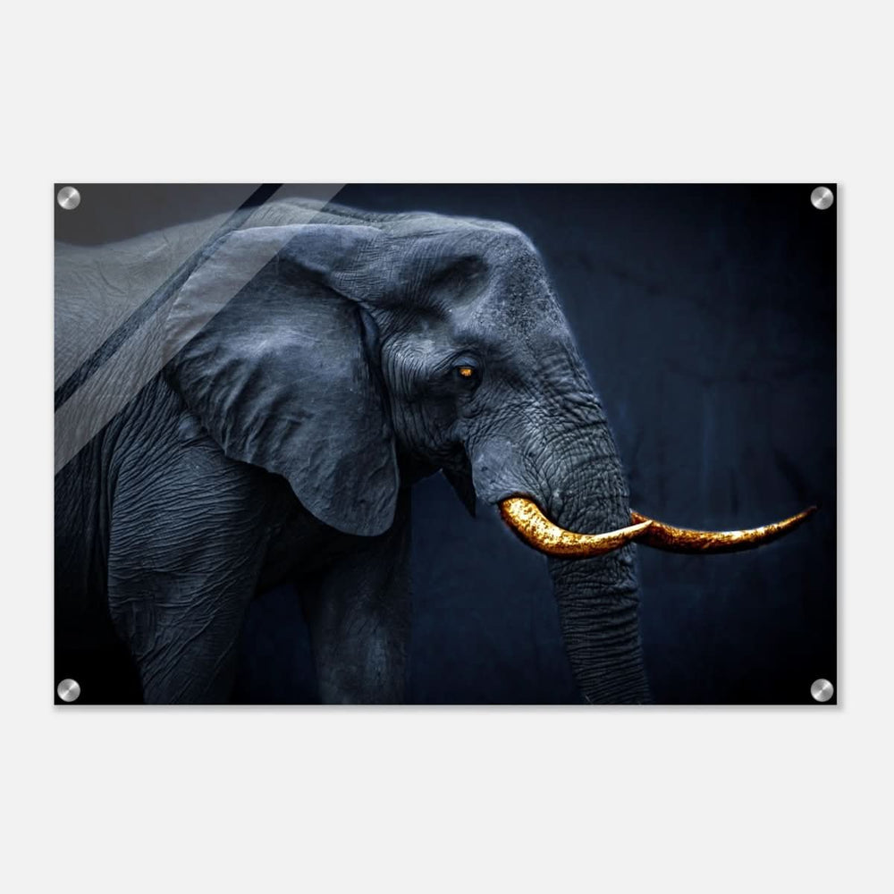 Animal Kingdom Wall art print collection | Elephant | Golden Tusk - Acrylic Print - 50x75 cm / 20x30″ -