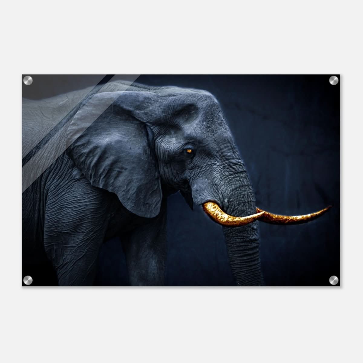 Animal Kingdom Wall art print collection | Elephant | Golden Tusk - Acrylic Print - 50x75 cm / 20x30″ -