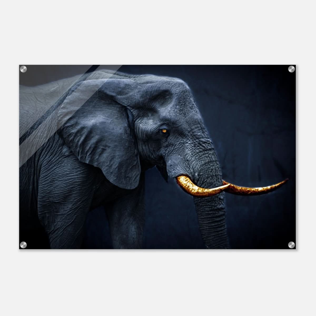 Animal Kingdom Wall art print collection | Elephant | Golden Tusk - Acrylic Print - 60x90 cm / 24x36″ -