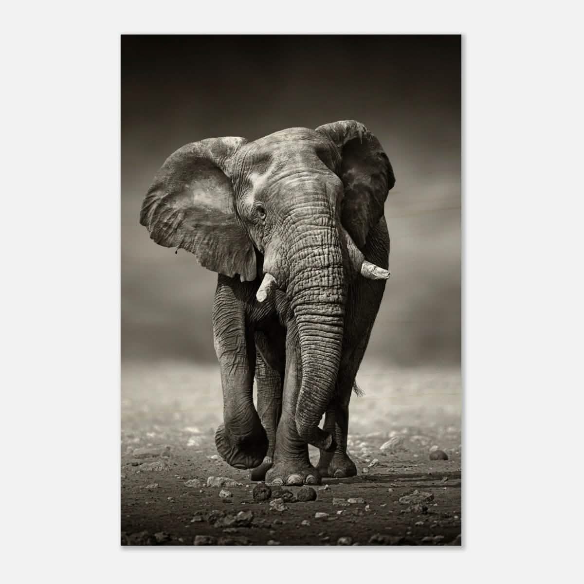 Animal Kingdom Wall art print collection | Elephant - Wood Prints - 30x45 cm / 12x18″ - 20 mm