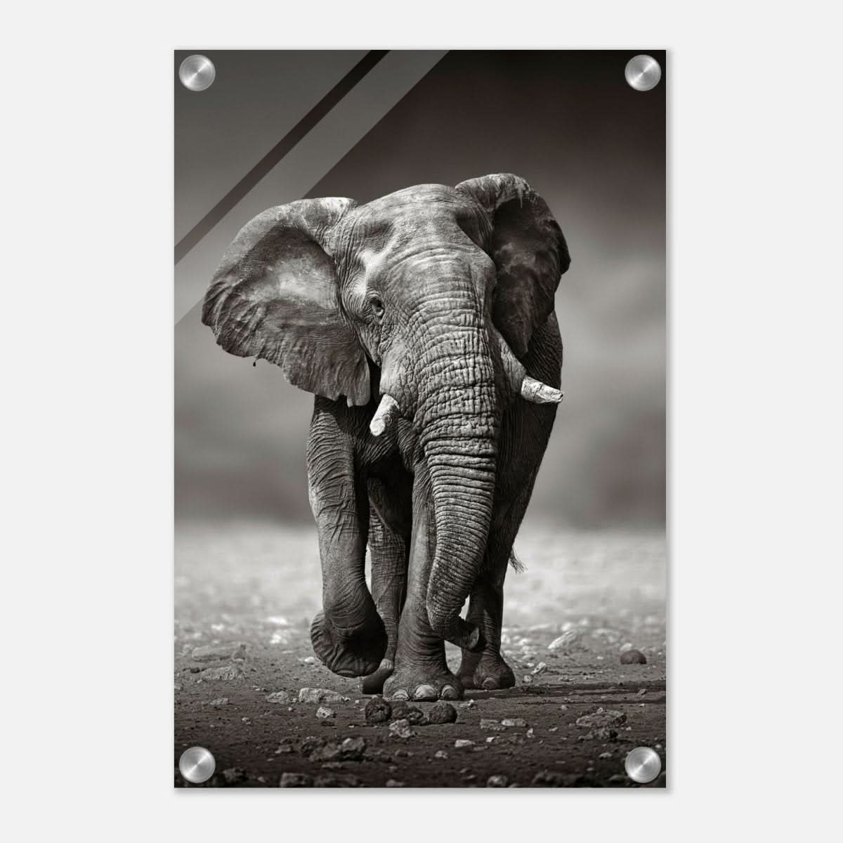 Animal Kingdom Wall art print collection | Elephant - Acrylic Print - 30x45 cm / 12x18″ -