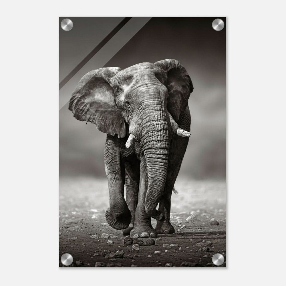 Animal Kingdom Wall art print collection | Elephant - Acrylic Print - 30x45 cm / 12x18″ -
