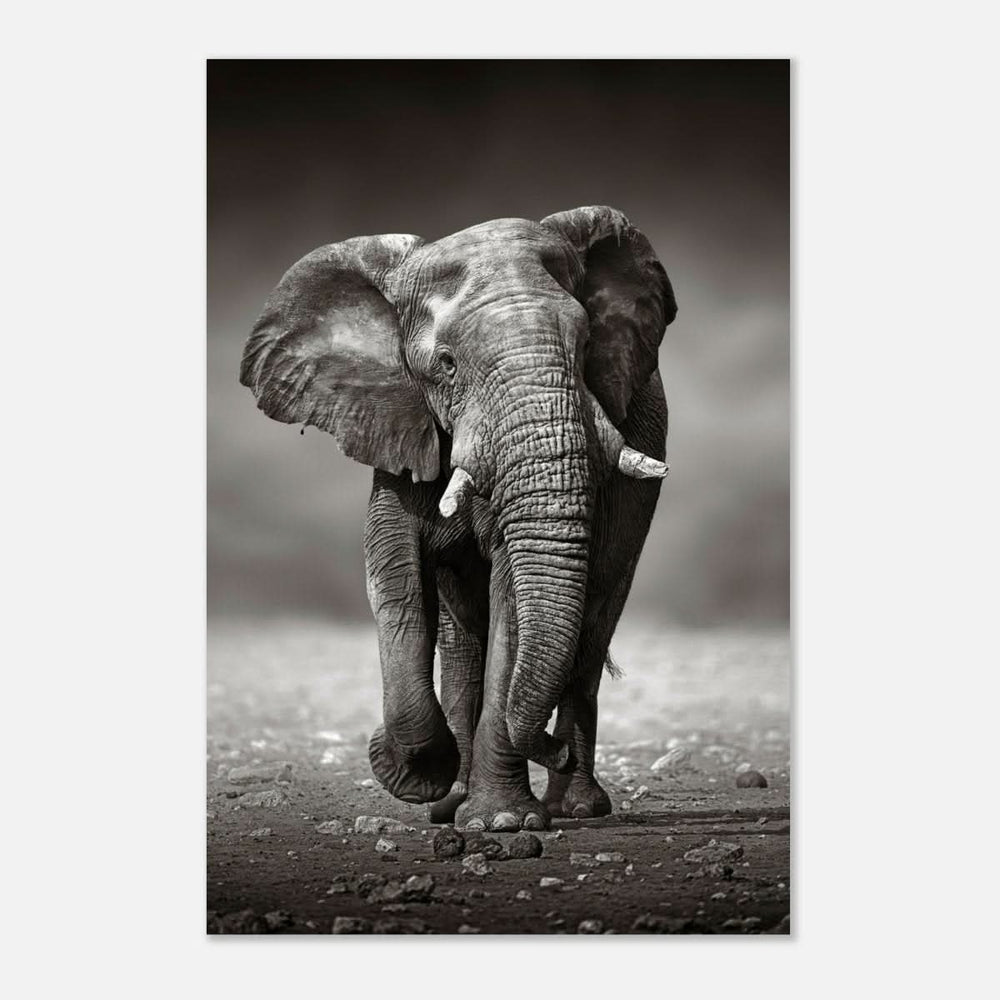 Animal Kingdom Wall art print collection | Elephant - Aluminum Print - 40x60 cm / 16x24″ -
