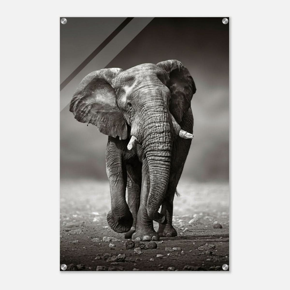 Animal Kingdom Wall art print collection | Elephant - Acrylic Print - 60x90 cm / 24x36″ -