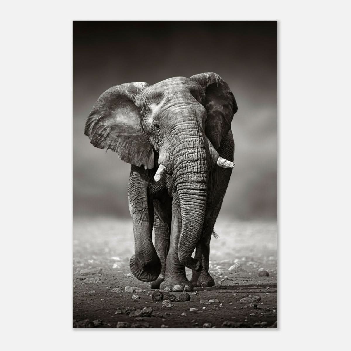 Animal Kingdom Wall art print collection | Elephant - Aluminum Print - 50x75 cm / 20x30″ -