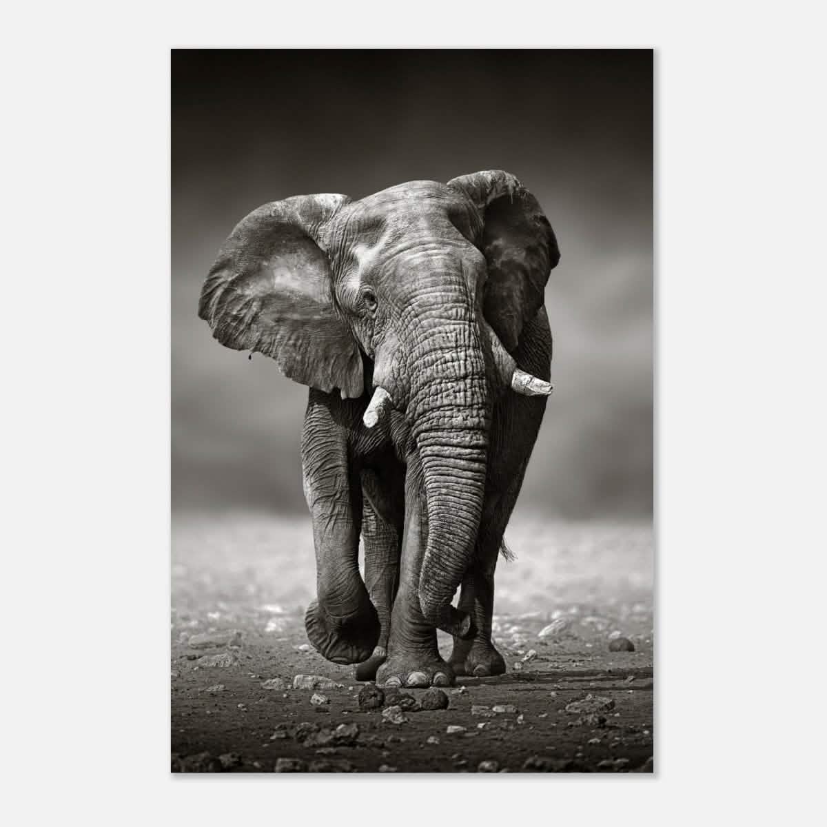 Animal Kingdom Wall art print collection | Elephant - Aluminum Print - 50x75 cm / 20x30″ -