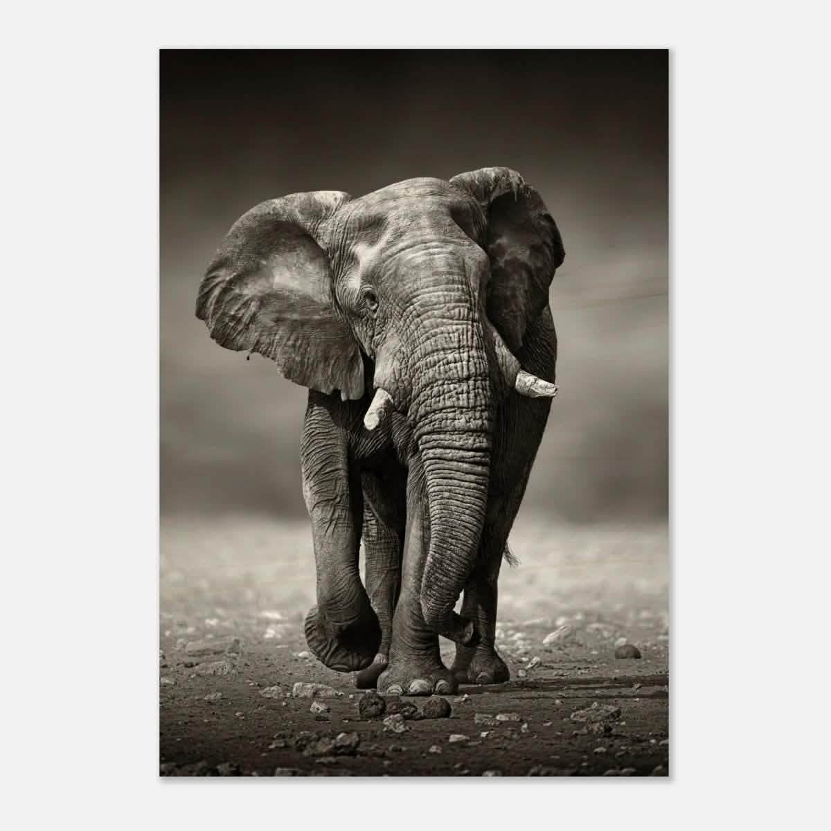 Animal Kingdom Wall art print collection | Elephant - Wood Prints - 70x100 cm / 28x40″ - 10 mm