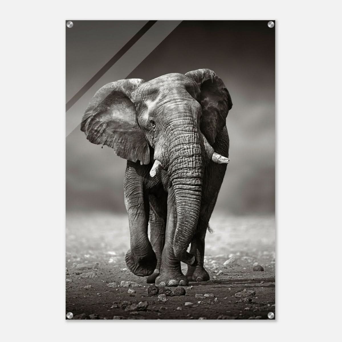 Animal Kingdom Wall art print collection | Elephant - Acrylic Print - 70x100 cm / 28x40″ -
