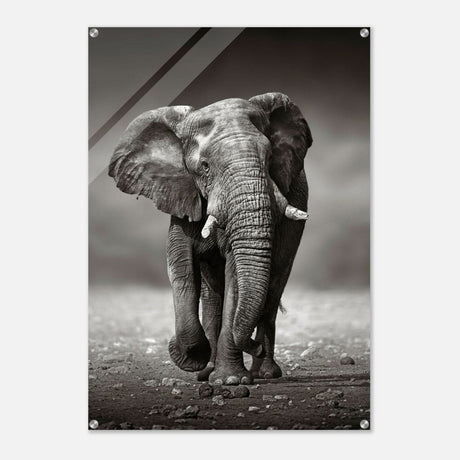 Animal Kingdom Wall art print collection | Elephant - Acrylic Print - 70x100 cm / 28x40″ -