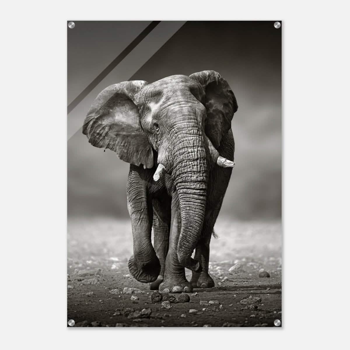 Animal Kingdom Wall art print collection | Elephant - Acrylic Print - 70x100 cm / 28x40″ -