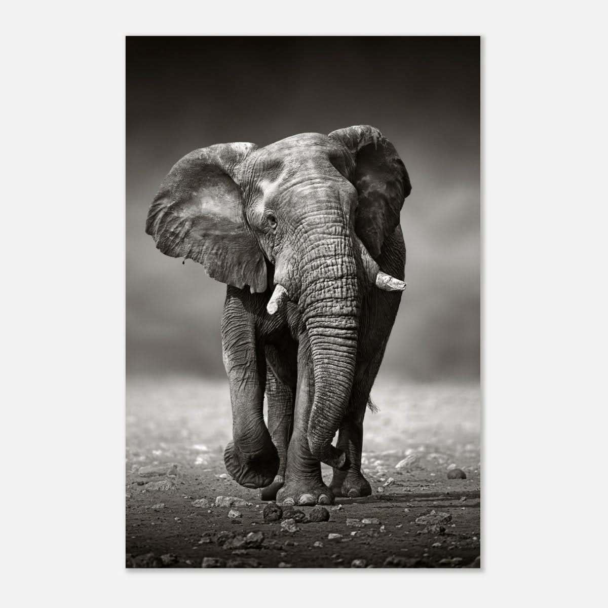 Animal Kingdom Wall art print collection | Elephant - Aluminum Print - 60x90 cm / 24x36″ -