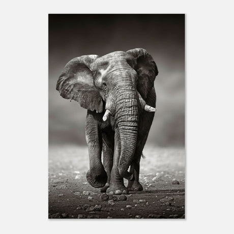 Animal Kingdom Wall art print collection | Elephant - Aluminum Print - 60x90 cm / 24x36″ -
