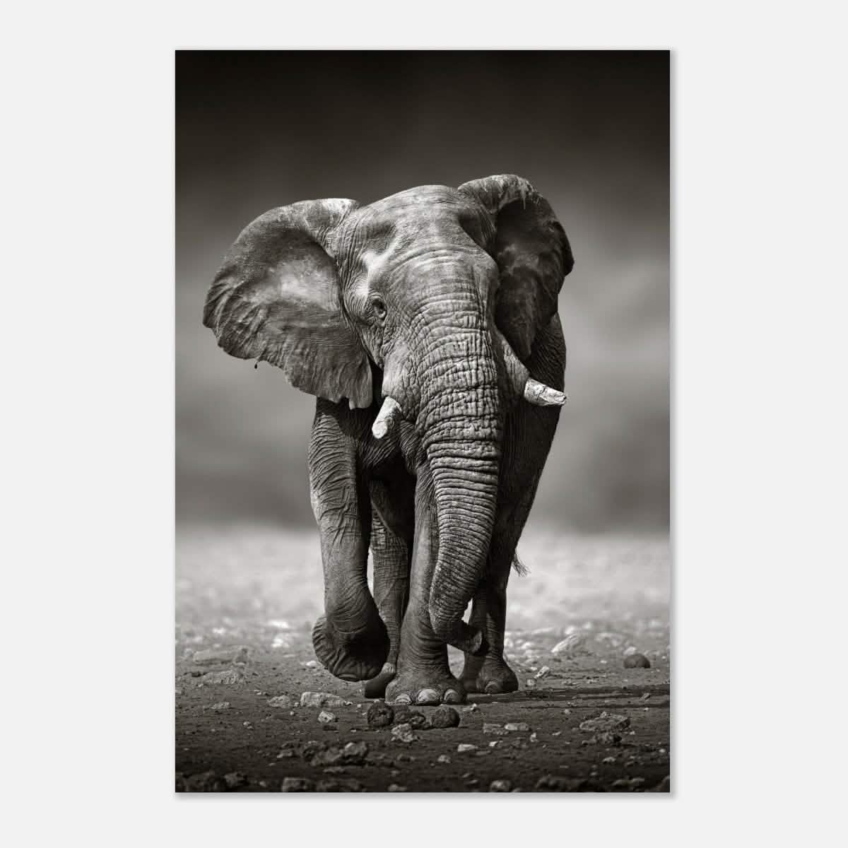 Animal Kingdom Wall art print collection | Elephant - Aluminum Print - 60x90 cm / 24x36″ -
