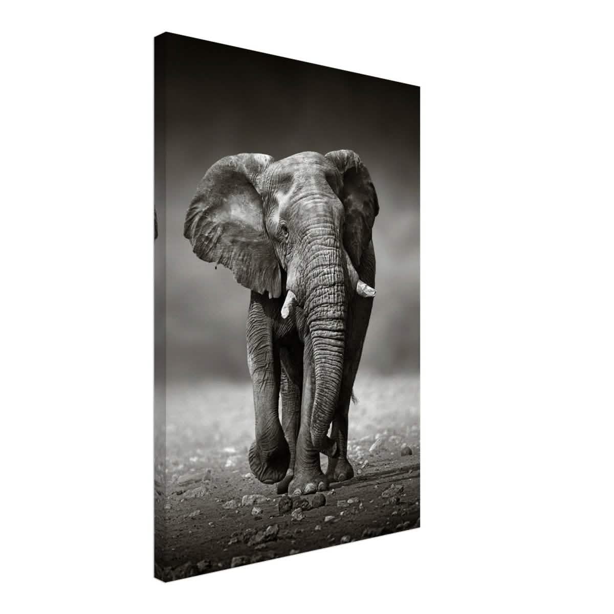 Animal Kingdom Wall art print collection | Elephant - Canvas - 50x75 cm / 20x30″ - Thick