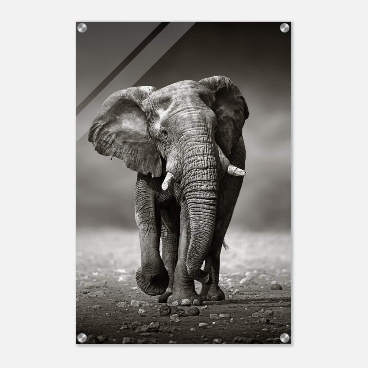 Animal Kingdom Wall art print collection | Elephant - Acrylic Print - 50x75 cm / 20x30″ -