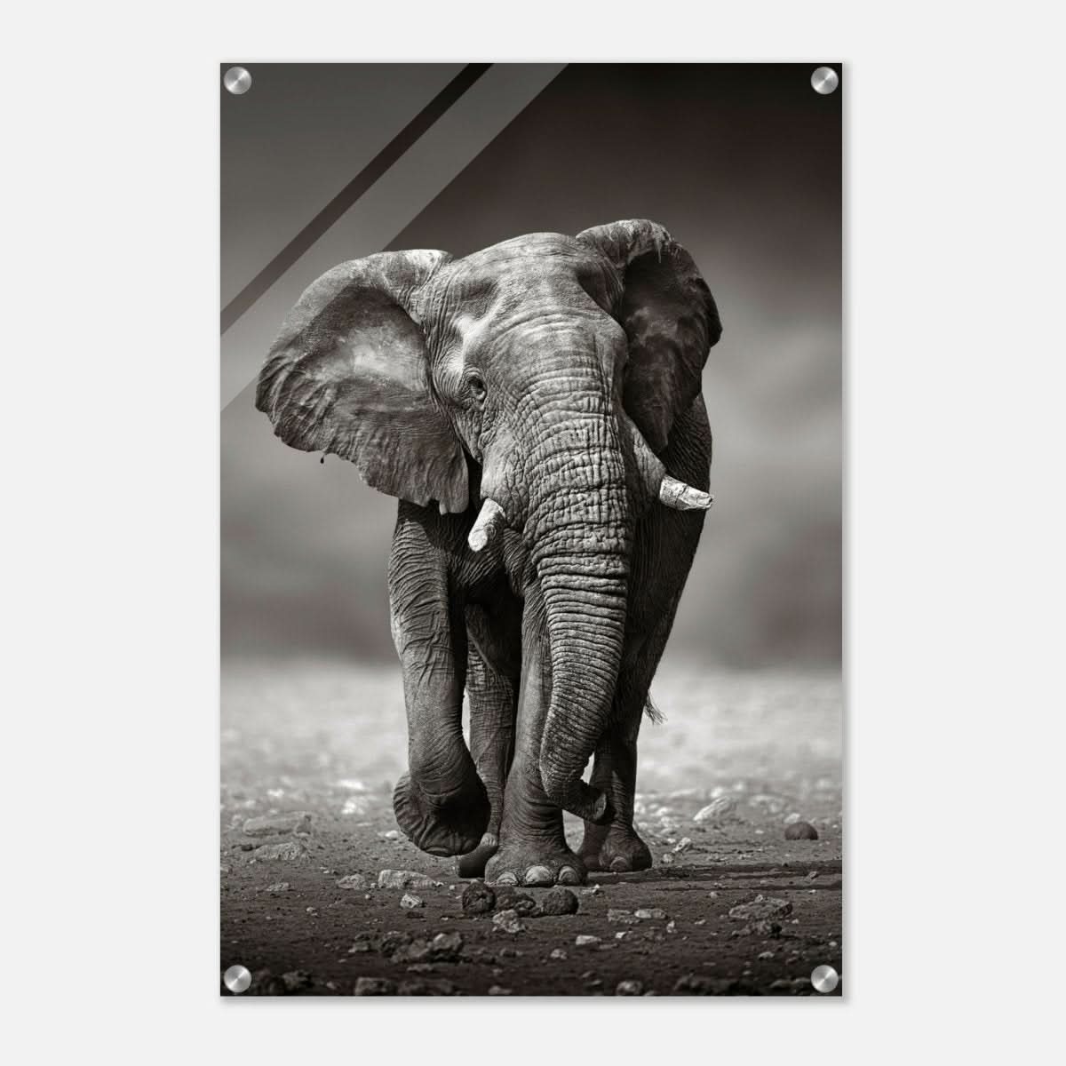 Animal Kingdom Wall art print collection | Elephant - Acrylic Print - 50x75 cm / 20x30″ -