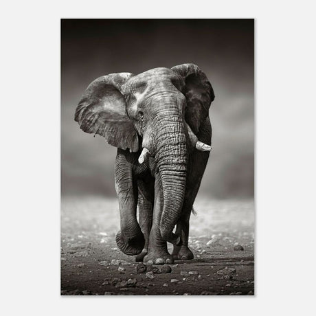 Animal Kingdom Wall art print collection | Elephant - Aluminum Print - 70x100 cm / 28x40″ -