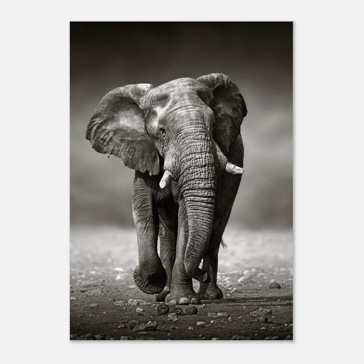 Animal Kingdom Wall art print collection | Elephant - Aluminum Print - 70x100 cm / 28x40″ -