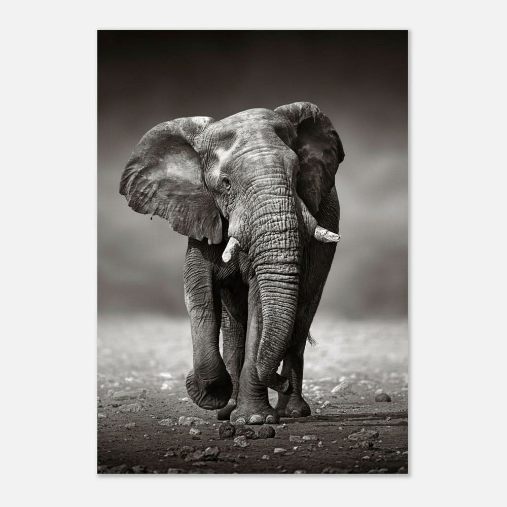 Animal Kingdom Wall art print collection | Elephant - Aluminum Print - 70x100 cm / 28x40″ -